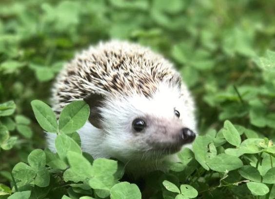 刺蝟飲食 刺蝟飲食