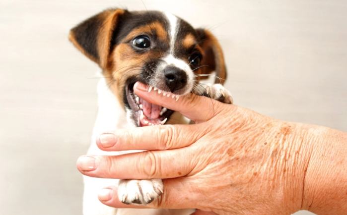 狗咬傷後遺症症狀 狗咬傷後遺症症狀