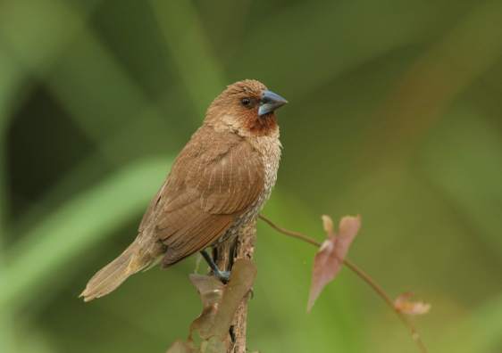 文鳥飼養 文鳥飼養