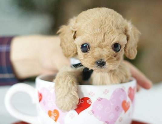 茶杯犬價格台灣