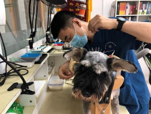 針灸治療狗前庭炎 針灸治療狗前庭炎