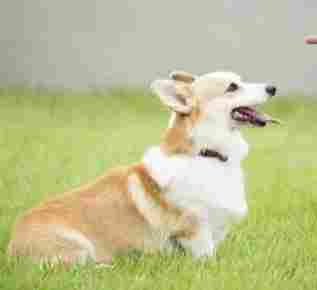 斷尾利弊 斷尾利弊