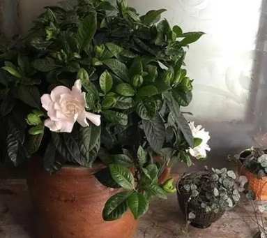 如何形容梔子花香味 如何形容梔子花香味