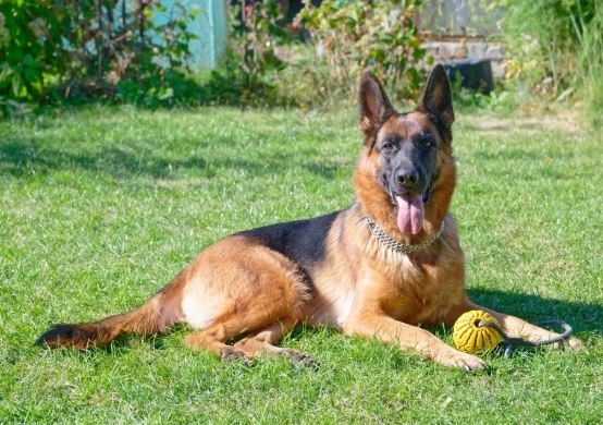 護衛犬種類 護衛犬種類