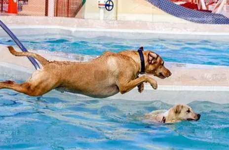 墾丁寵物友善海灘 墾丁寵物友善海灘