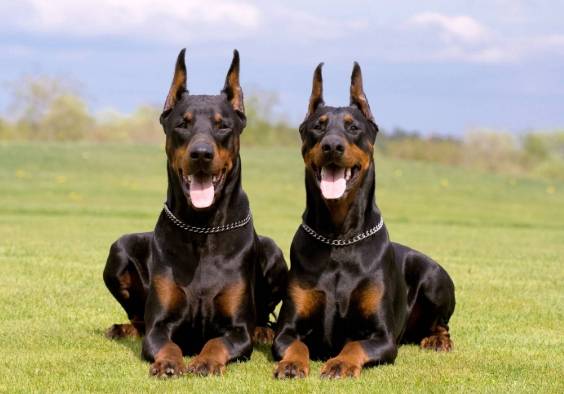 護衛犬訓練 護衛犬訓練