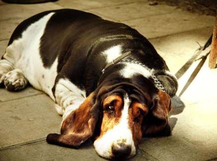 老狗癲癇治療 老狗癲癇治療