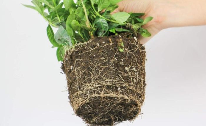 梔子花用什麼土