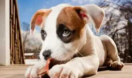 狗哼氣原因 狗哼氣原因