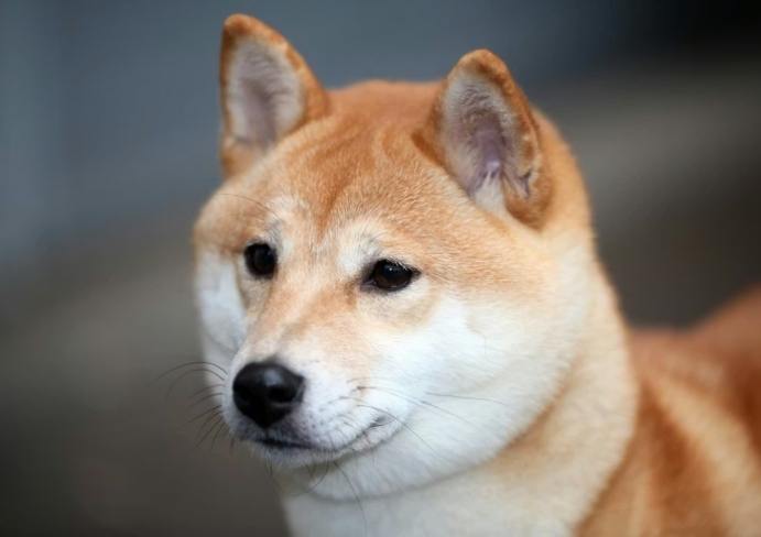 柴犬餵食量 柴犬餵食量