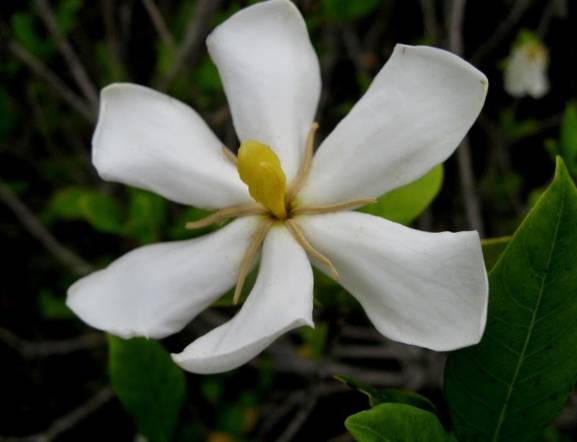 栀子花顏色養護 栀子花顏色養護