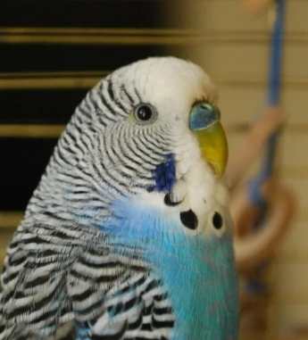 鸚鵡難產症狀 鸚鵡難產症狀