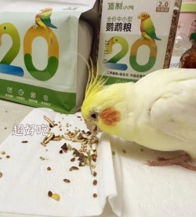 玄鳳鸚鵡可以吃什麼