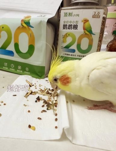 玄鳳鸚鵡可以吃什麼？完整飲食指南與危險食物清單