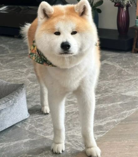 柴犬掉毛解決方法 柴犬掉毛解決方法