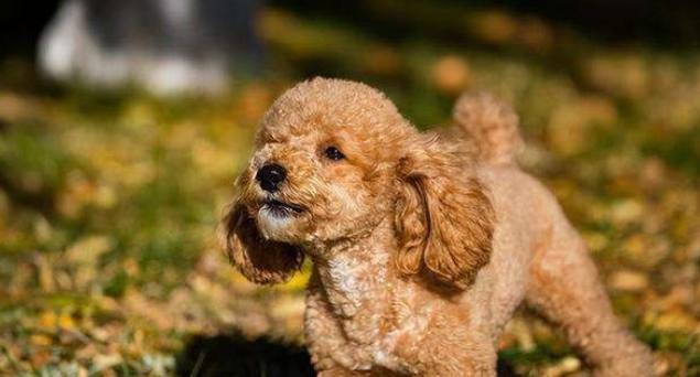 泰迪犬健康 泰迪犬健康