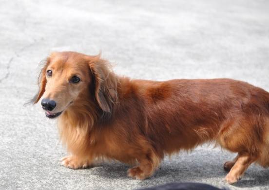 長毛臘腸飼養 長毛臘腸飼養