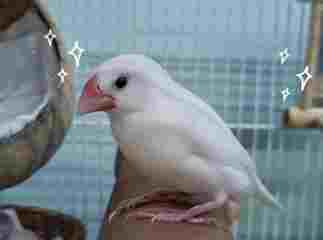 文鳥飲食 文鳥飲食