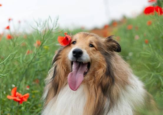 喜樂蒂牧羊犬健康 喜樂蒂牧羊犬健康