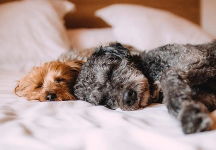 狗狗害怕發抖怎麼辦？完整指南與實用解決方案