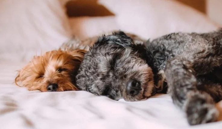 狗狗害怕發抖怎麼辦