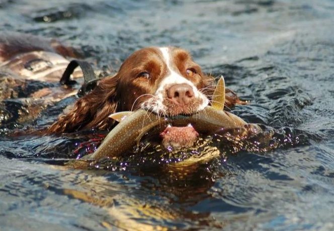 狗狗吃魚好處 狗狗吃魚好處