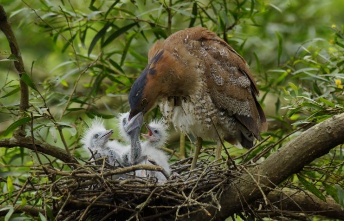 台灣鳥類保育級別