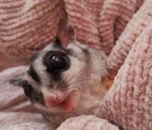 蜜袋鼯繁殖 蜜袋鼯繁殖