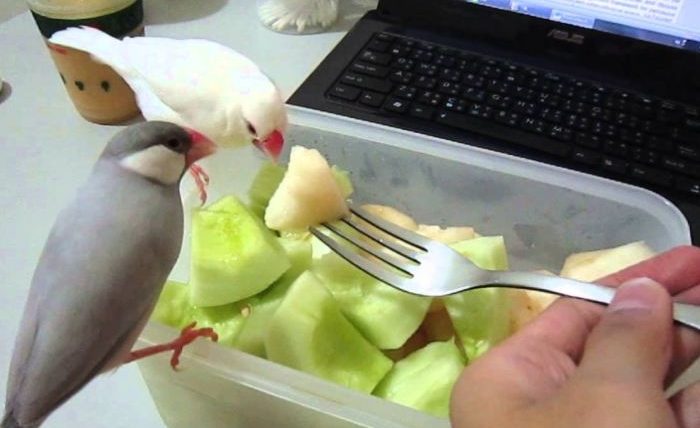 文鳥吃什麼水果