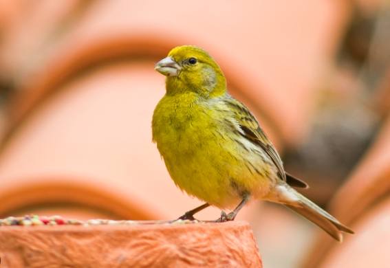 金絲雀飲食禁忌 金絲雀飲食禁忌