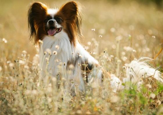 蝴蝶犬訓練方法 蝴蝶犬訓練方法