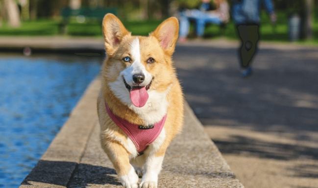 狗皮膚變黑掉毛