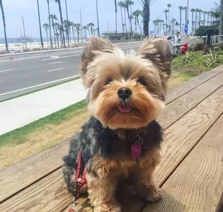 約克夏掉毛處理