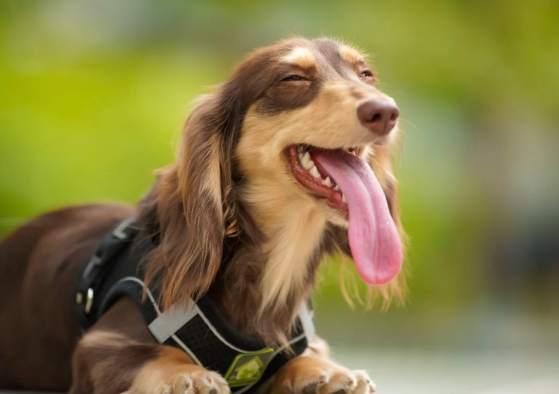 臘腸狗飼料推薦 臘腸狗飼料推薦