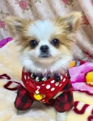 蝴蝶犬長毛吉娃娃饲养 蝴蝶犬長毛吉娃娃饲养