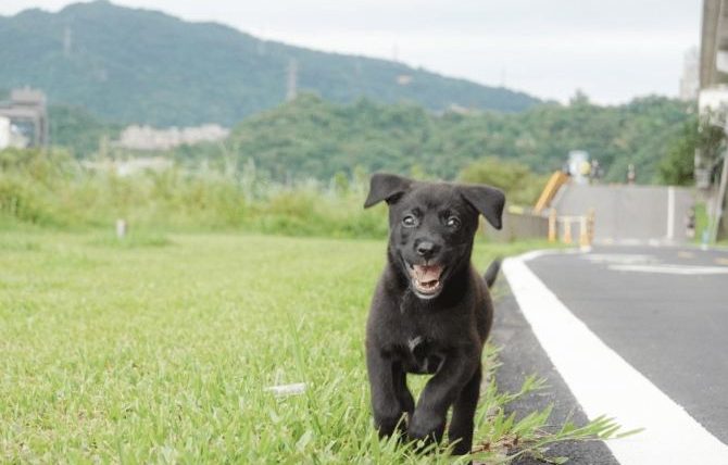 幼犬不睡覺一直玩