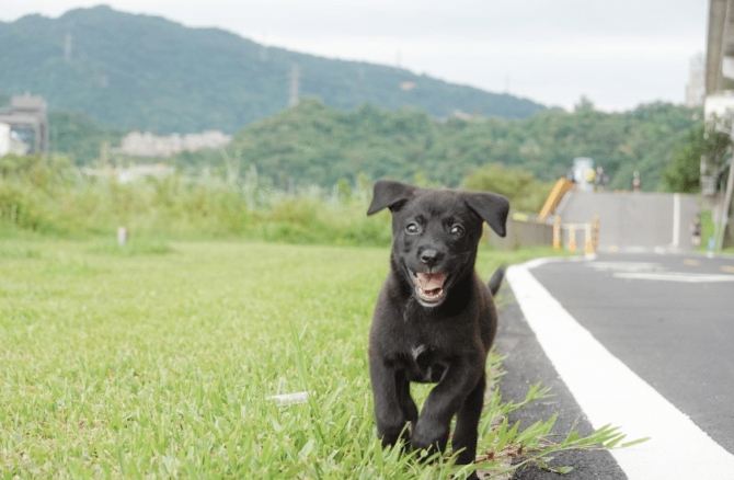 幼犬不睡覺一直玩？專家解析原因與實用解決方案