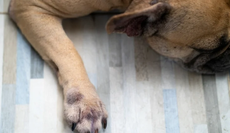 狗狗皮膚過敏怎麼辦