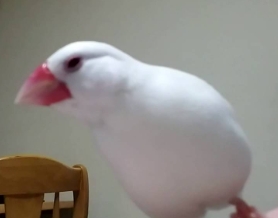 母文鳥行為分析 母文鳥行為分析