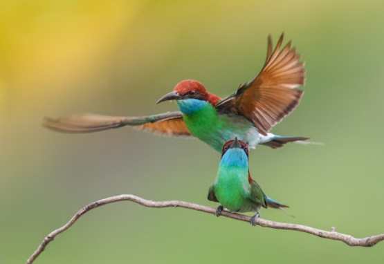 鳥類飲食指南 鳥類飲食指南