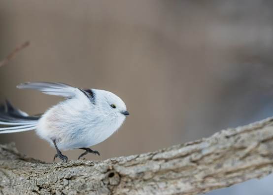 小鳥飲食安全 小鳥飲食安全