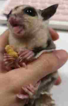 蜜袋鼯餵食禁忌 蜜袋鼯餵食禁忌