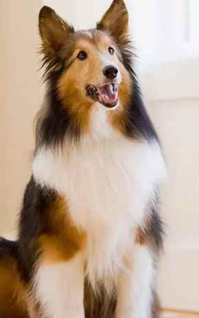 喜樂蒂牧羊犬健康問題 喜樂蒂牧羊犬健康問題