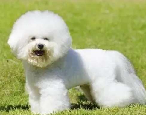 小型犬飼養 小型犬飼養