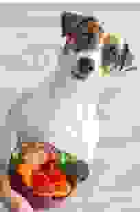 狗後腳無力護理 狗後腳無力護理