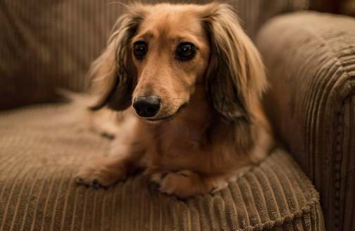 長毛臘腸飼養 長毛臘腸飼養