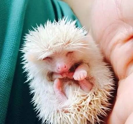 迷你刺蝟好養嗎