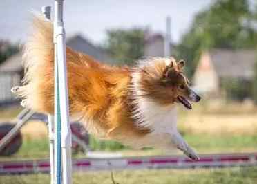 喜樂蒂牧羊犬健康問題 喜樂蒂牧羊犬健康問題