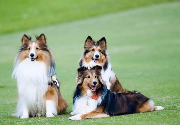 喜樂蒂牧羊犬成本 喜樂蒂牧羊犬成本