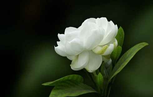 小雛菊洋甘菊區別 小雛菊洋甘菊區別